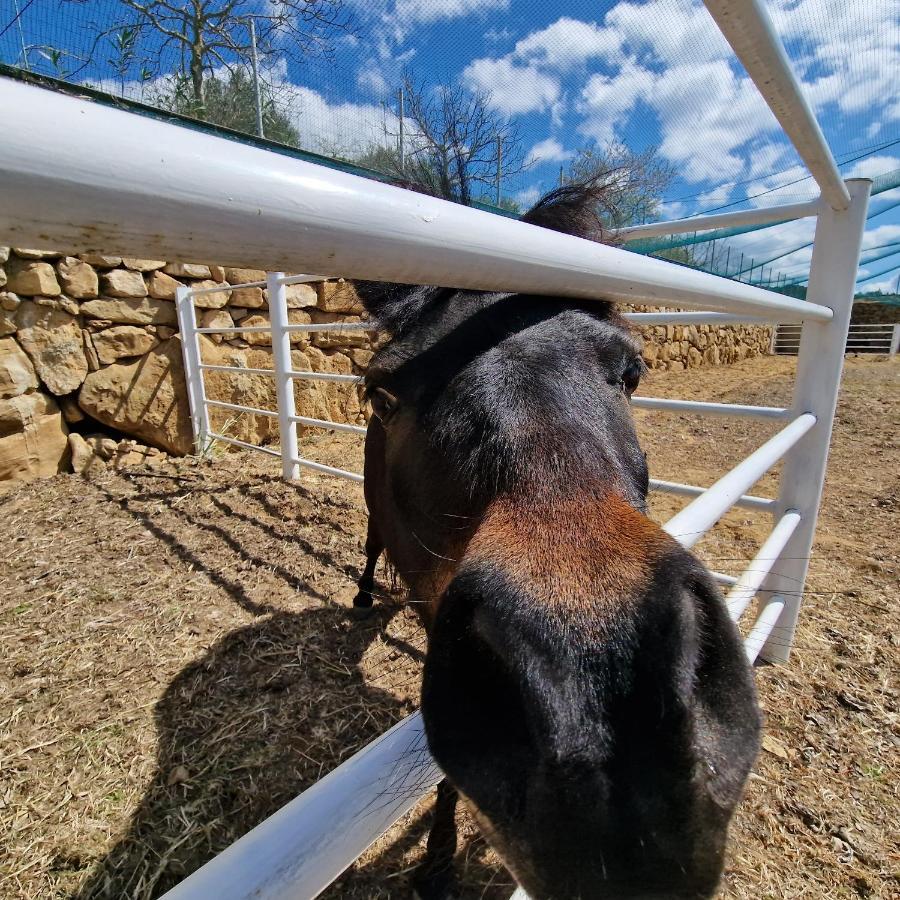 Agriturismo Il Drago Piazza Armerina Dış mekan fotoğraf
