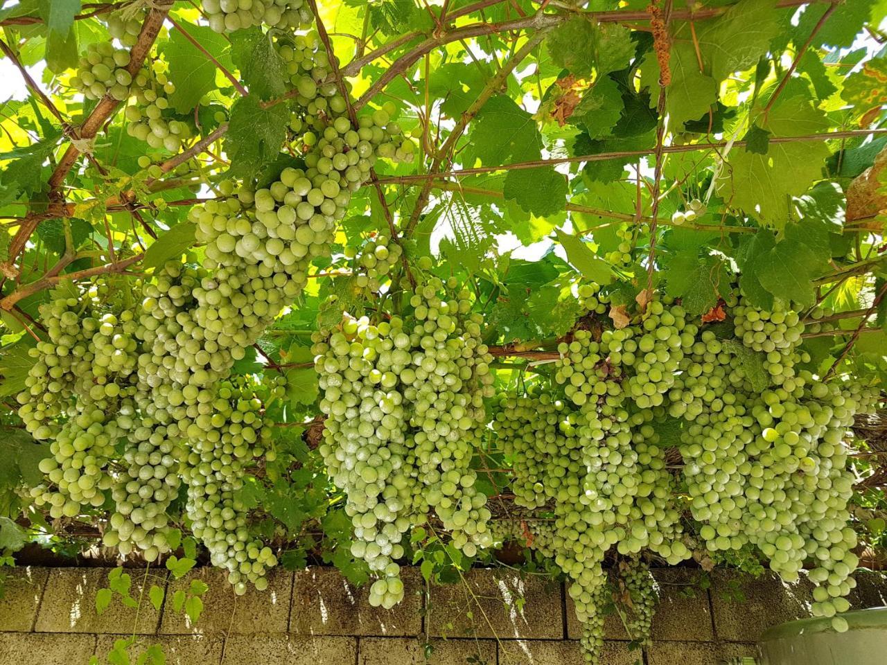Agriturismo Il Drago Piazza Armerina Dış mekan fotoğraf