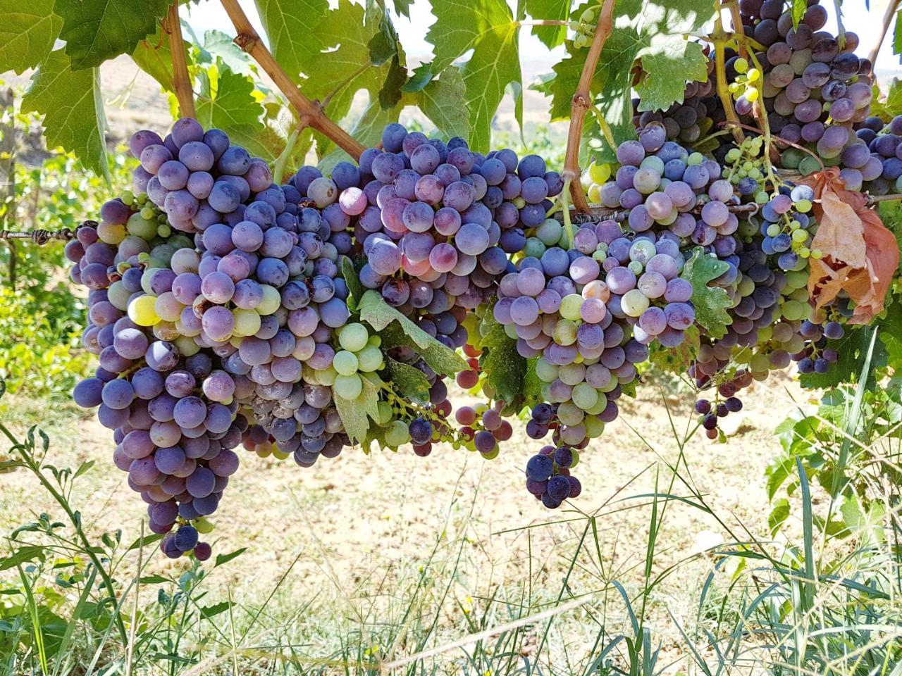 Agriturismo Il Drago Piazza Armerina Dış mekan fotoğraf